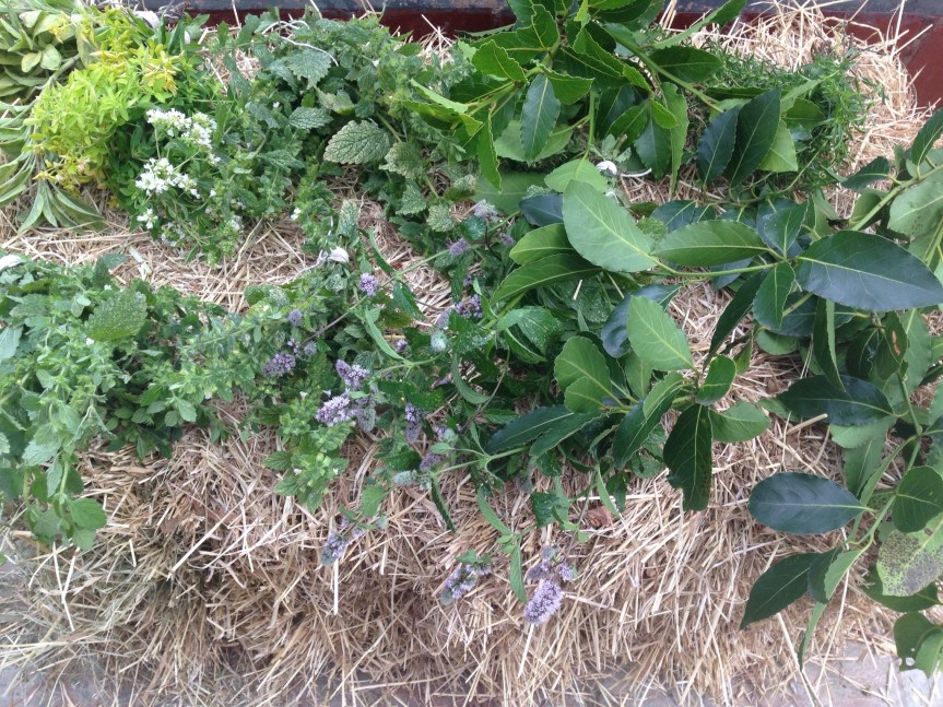 A Culinary Herbal…