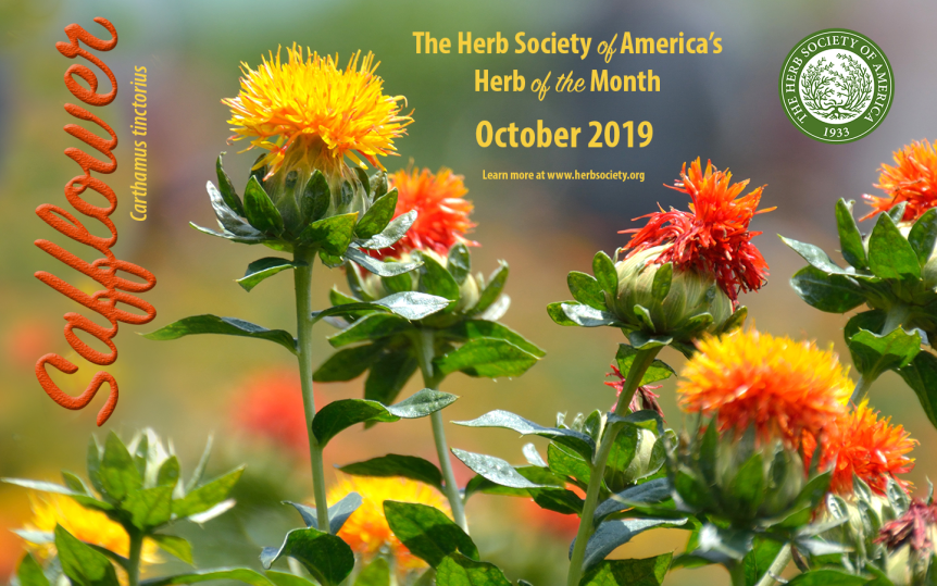 October Herb of the Month,&nbsp;Safflower