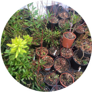 KidsGardening Program Spotlight – The Klamath Food&nbsp;Forest