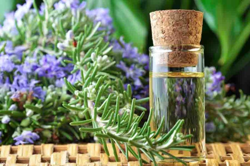 How to Make and Work with Rosemary Oil in Your Apothecary –&nbsp;Floranella