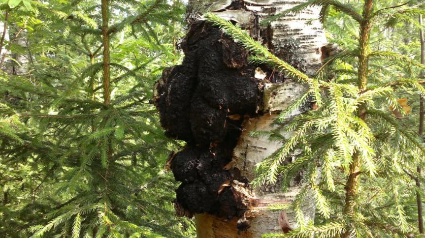 Health Benefits of Chaga&nbsp;Mushroom