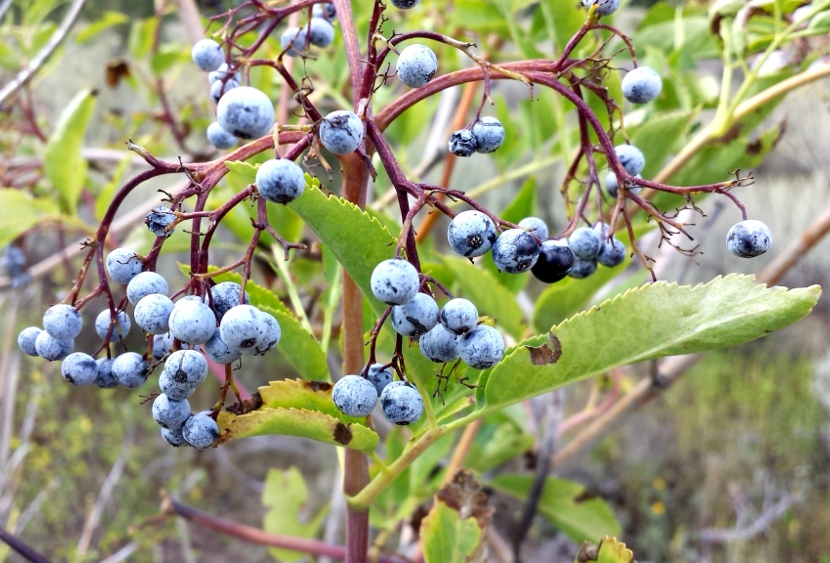 Food as Medicine: Black Elderberry (Sambucus nigra,&nbsp;Adoxaceae)