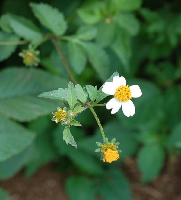 Bidens Can Help Fight Infections and Viruses: Get to Know&nbsp;It