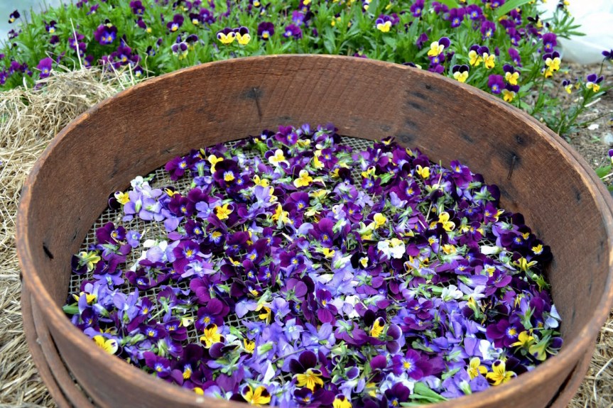 Wild Foragers, Violets, Spring&nbsp;Enchantments