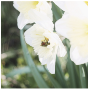 New Moon in Taurus | Honey Moon Cycle Energy Report