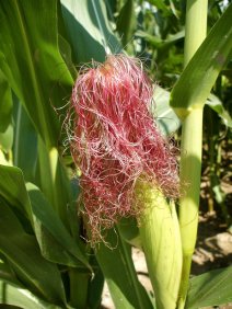 corn silk