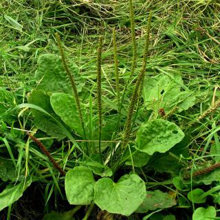 Plantago_major_SZ356869_Freshwater_MCotterill_IWNHAS