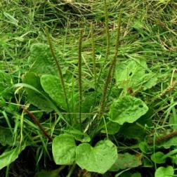 Plantago_major_SZ356869_Freshwater_MCotterill_IWNHAS