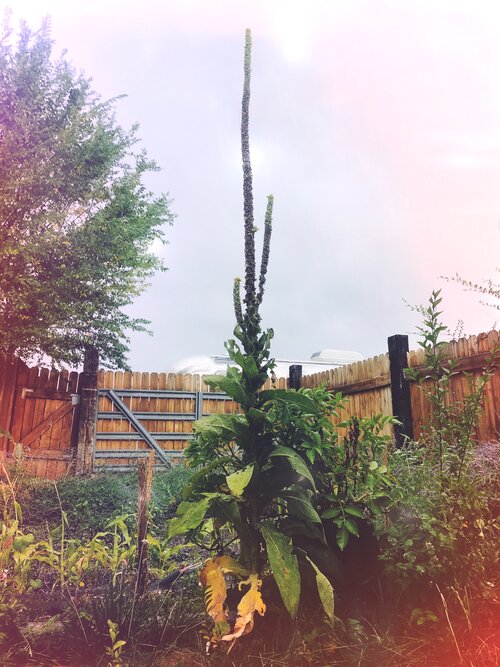 Full Blue Crone Moon Hag’s Candle DIY Ritual