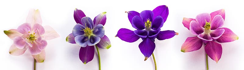 four-assorted-color-petal-flowers_Columbine flowers via Pikrepo