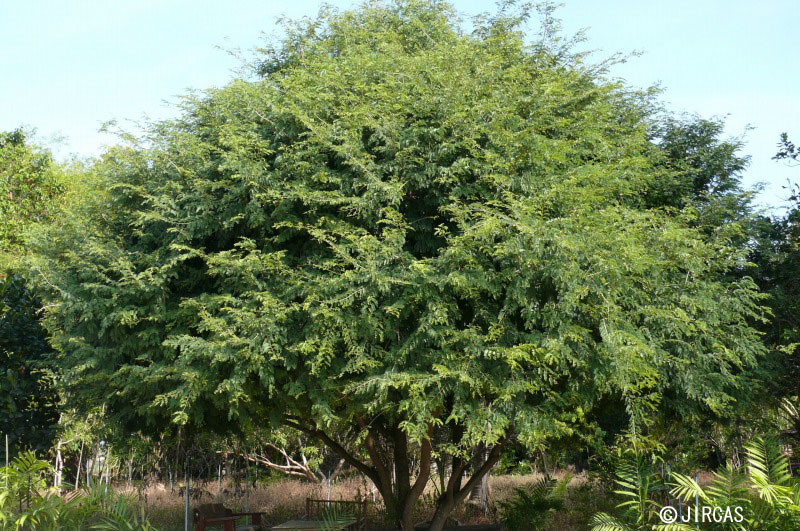 Tamarindus indica