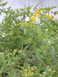 Verbesina alternifolia Wingstem Strawberry Rd by Kathy Schlosser