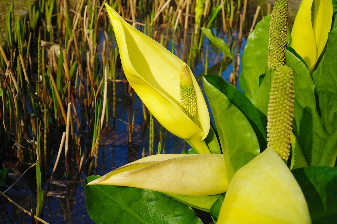 yellow skunk cabbage