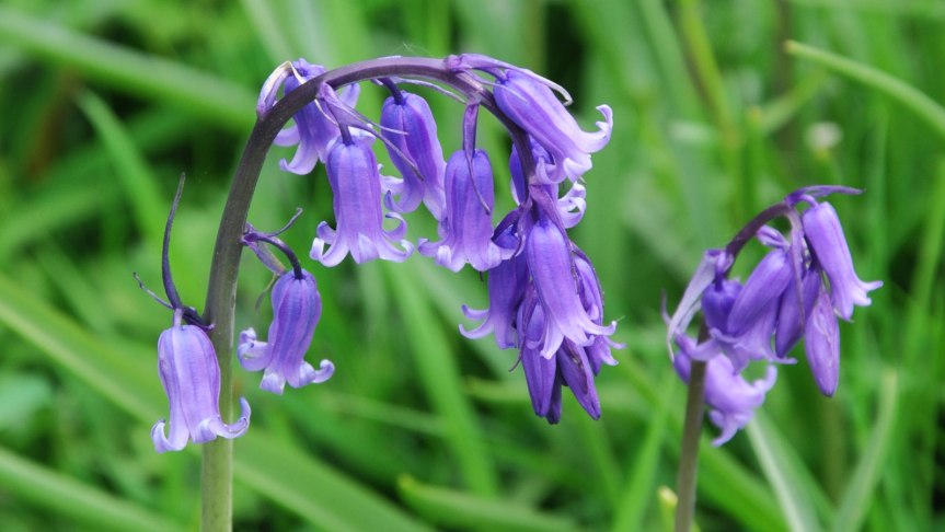 Spring Flowers, Magical&nbsp;Bluebells.