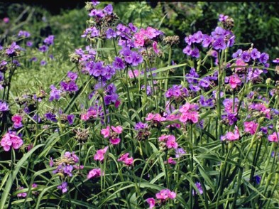 tradescantia flowers