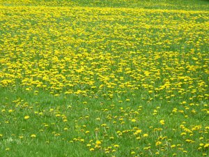 Fields of dandelion