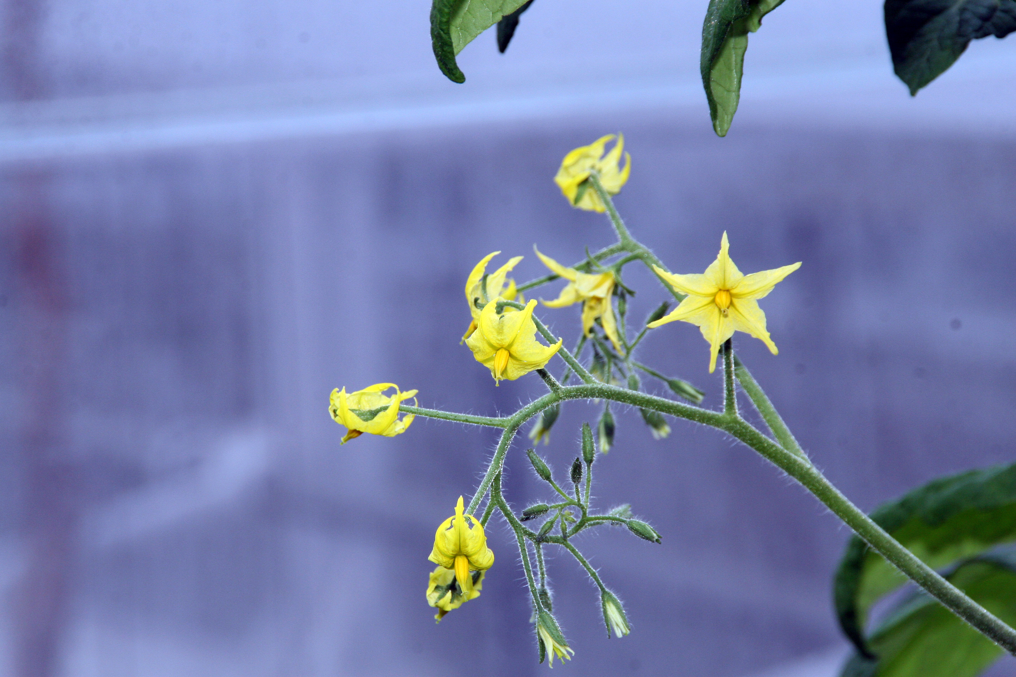 Lycopersicon_esculentum_Supersweet_100_0zz by David J Stang