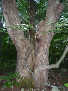 The Ancient Maple - An Elder of the Land
