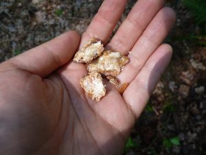 White spruce resin, locally harvested from my land