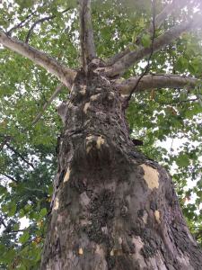 The glorious sycamore tree!