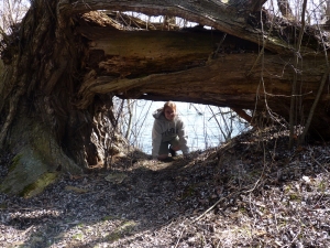 Me under a giant fallen, but yet living, willow tree!