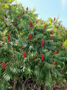 A lovely stand of staghorn sumac in bloom!