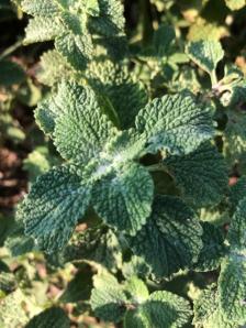 Horehound leaves