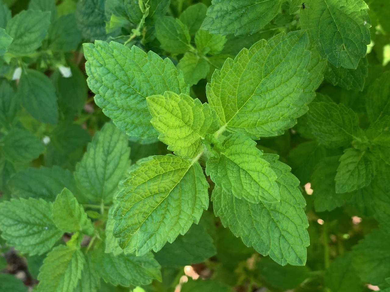 LemonBalmClose200911