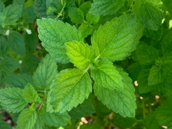 LemonBalmClose200911