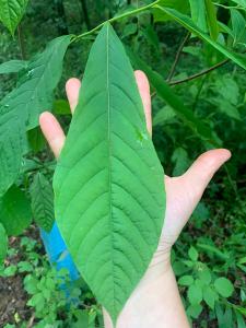 PawPaw leaf - as big as your hand!
