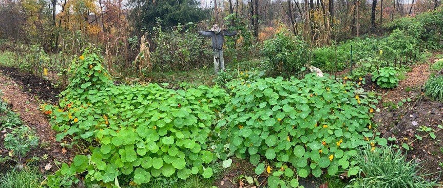 Garden bed with scarecrow