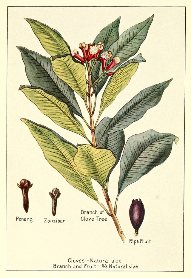 Botanical print of clove