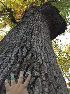 Oak friend - one of my first interactions with this incredible friend