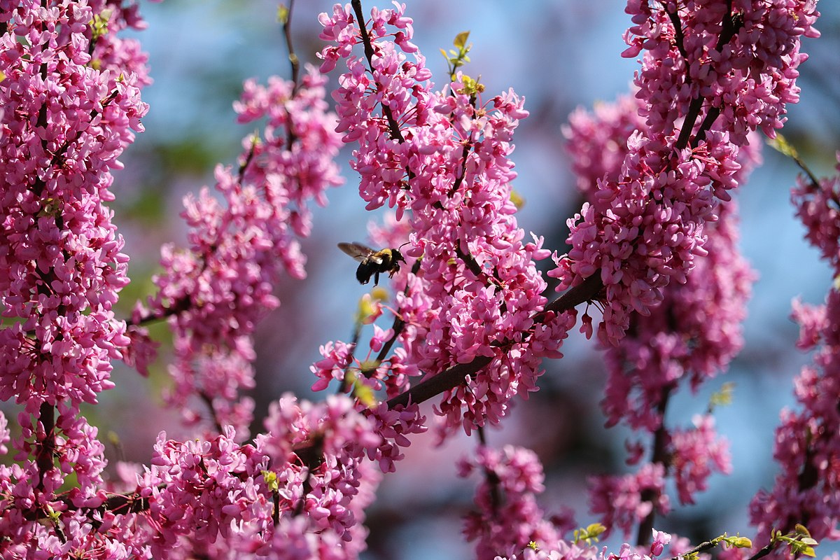 Eastern_Redbud_by Dan Keck via wikimedia