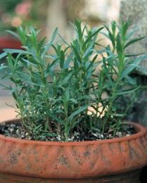 French tarragon in a pot