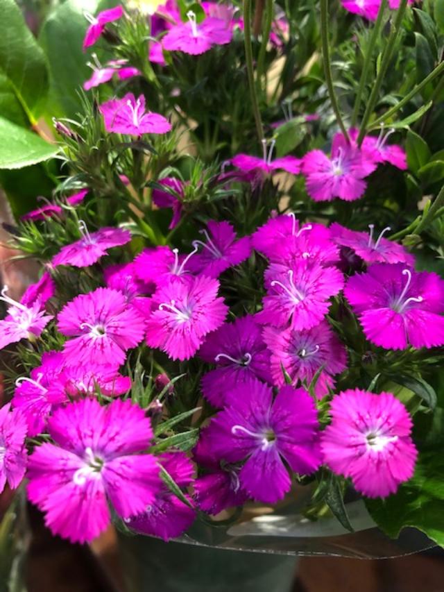 Photo of pinks, Dianthus caryophyllus
