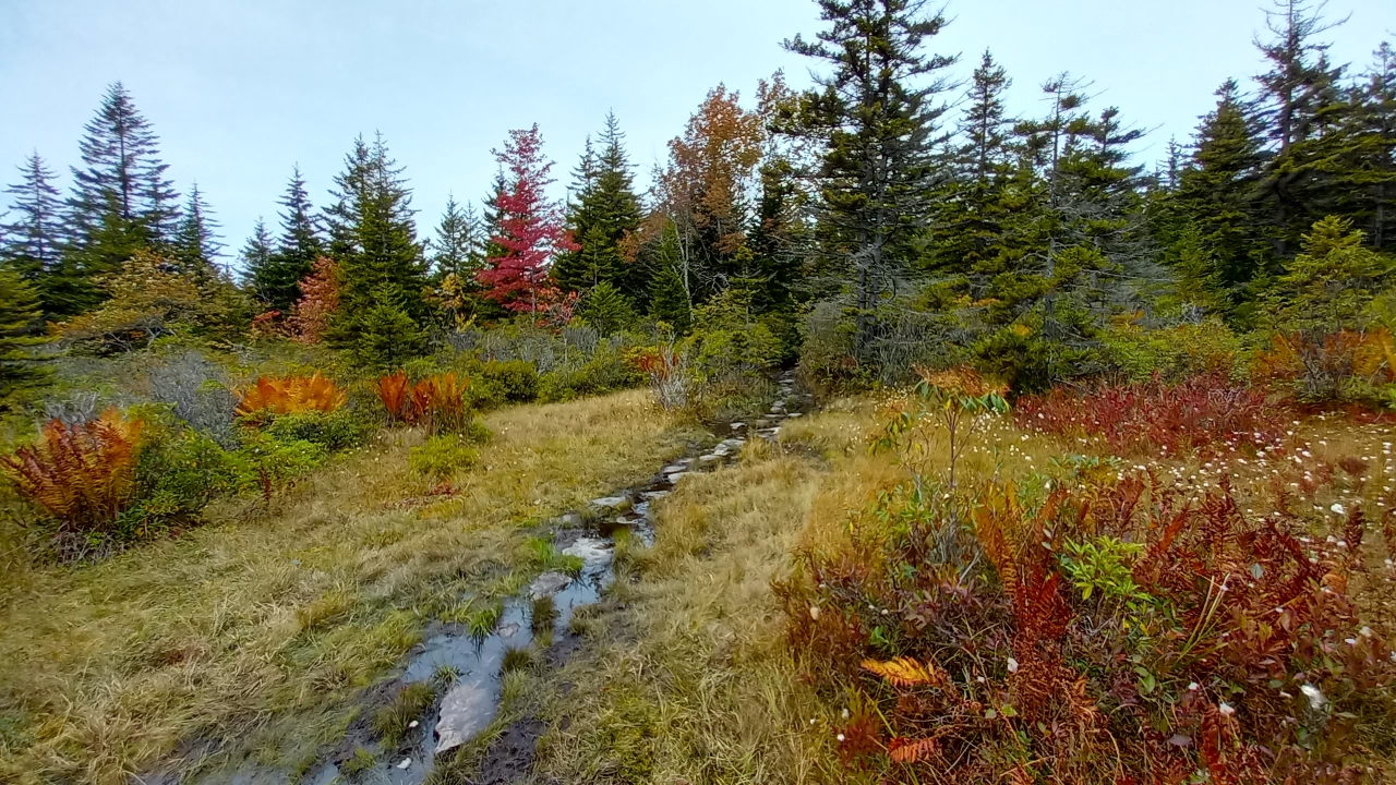 Dolly Sods Wilderness Area
