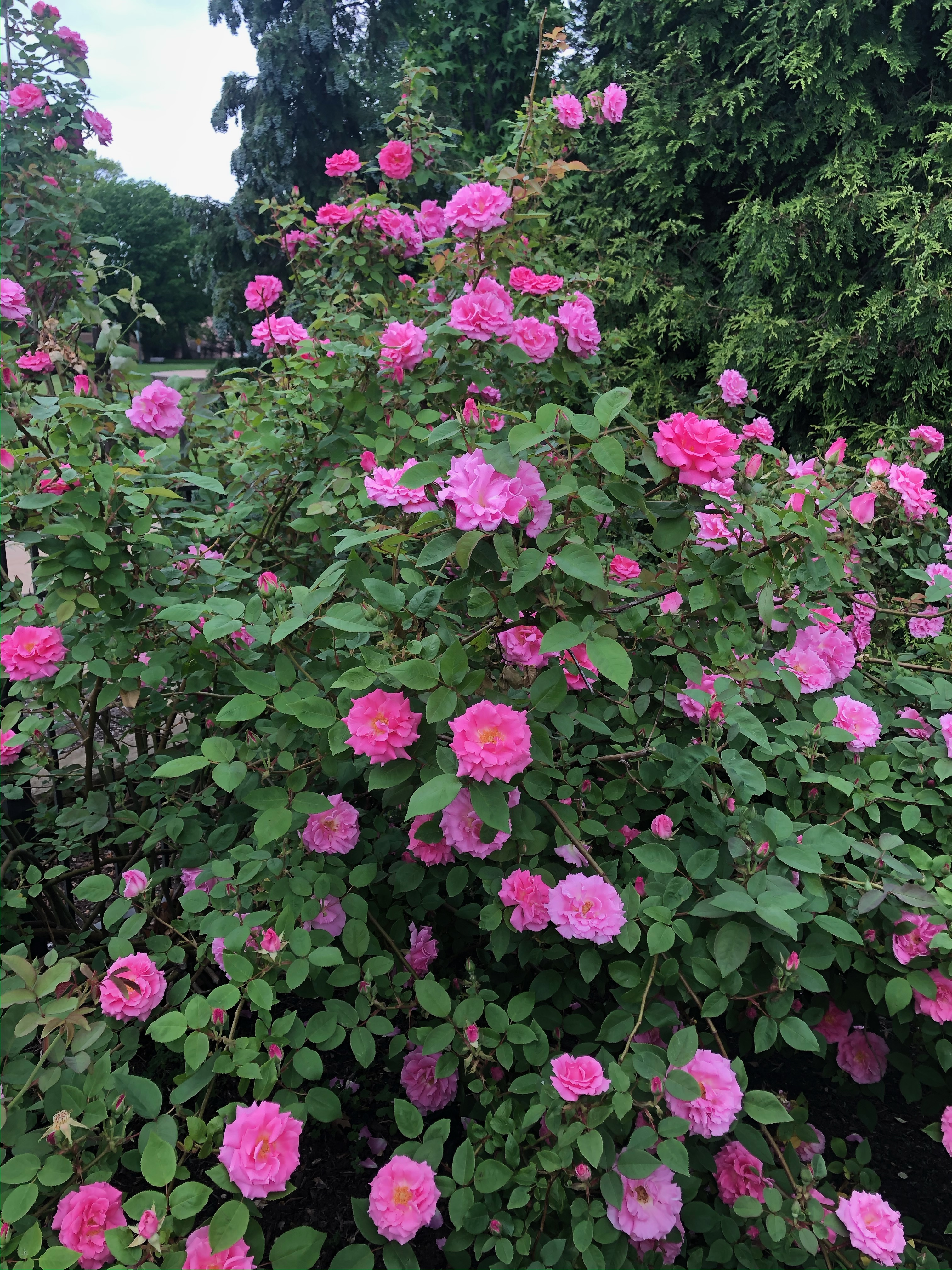 Rosa 'Zepherine Drouhin'